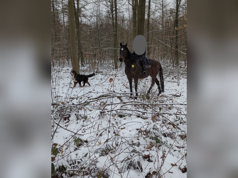 Koń pełnej krwi angielskiej Wałach 15 lat 163 cm Gniada in Bielefeld