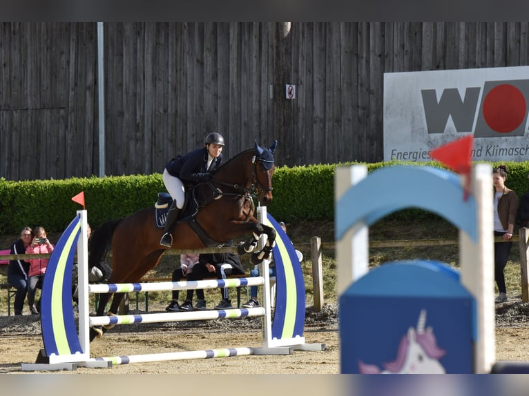 Koń pełnej krwi angielskiej Wałach 15 lat 163 cm Gniada in Schweitenkirchen