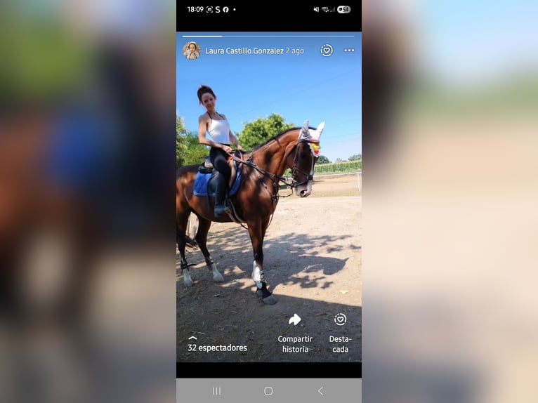 Koń pełnej krwi angielskiej Wałach 15 lat 167 cm Gniada in Aranjuez