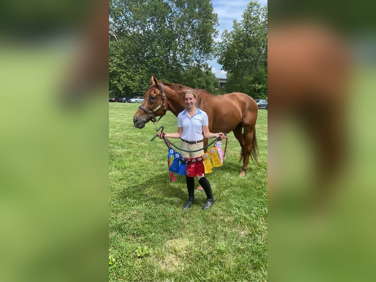 Koń pełnej krwi angielskiej Wałach 15 lat 170 cm Ciemnokasztanowata in Gap