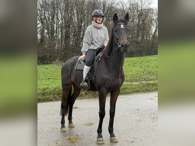 Koń pełnej krwi angielskiej Wałach 16 lat 166 cm Ciemnogniada in Wuppertal