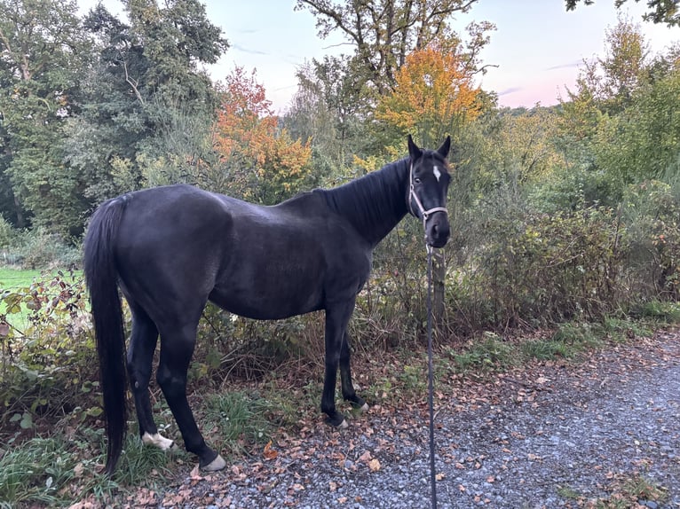Koń pełnej krwi angielskiej Wałach 18 lat 157 cm Skarogniada in Friesenhagen