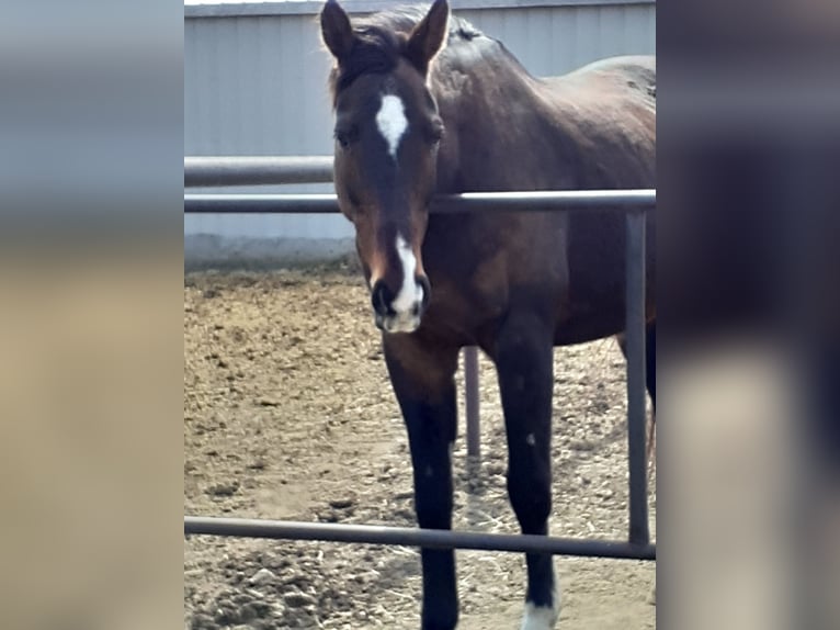Koń pełnej krwi angielskiej Wałach 19 lat 163 cm Ciemnogniada in Calgary