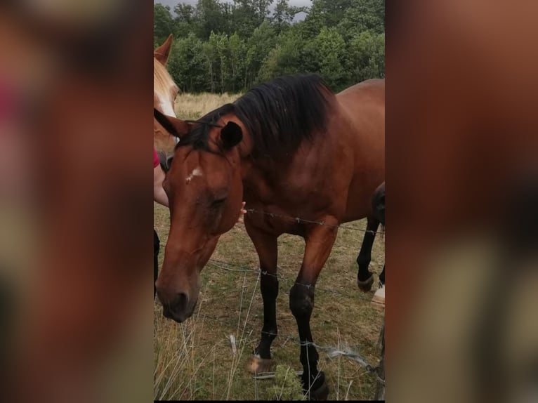 Koń pełnej krwi angielskiej Wałach 19 lat 165 cm Gniada in Bucey-en-Othe