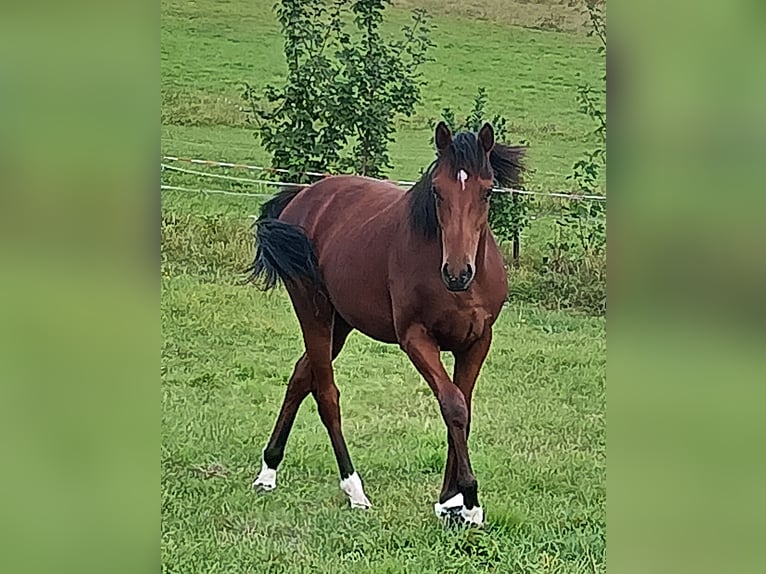 Koń pełnej krwi angielskiej Wałach 2 lat Gniada in Schloß Arrff Koń pełnej krwi angielskiej Wałach 2 lat Gniada in Schloß Arrff