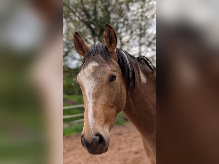 Koń pełnej krwi angielskiej Mix Wałach 3 lat 153 cm Srokata in Beckingen