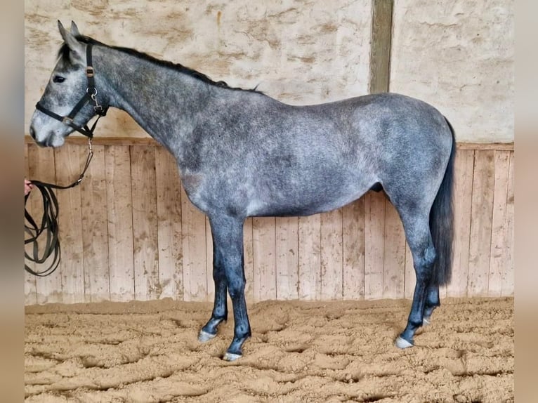 Koń pełnej krwi angielskiej Wałach 3 lat 160 cm Siwa jabłkowita in Neuenhagen