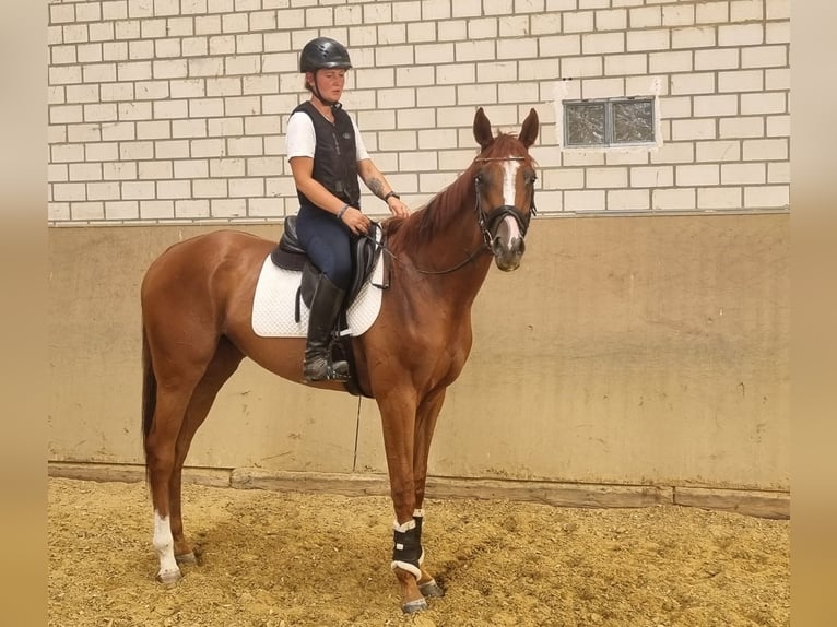 Koń pełnej krwi angielskiej Wałach 3 lat 167 cm Kasztanowata in Neuss