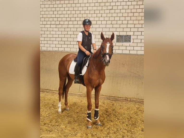 Koń pełnej krwi angielskiej Wałach 3 lat 167 cm Kasztanowata in Neuss