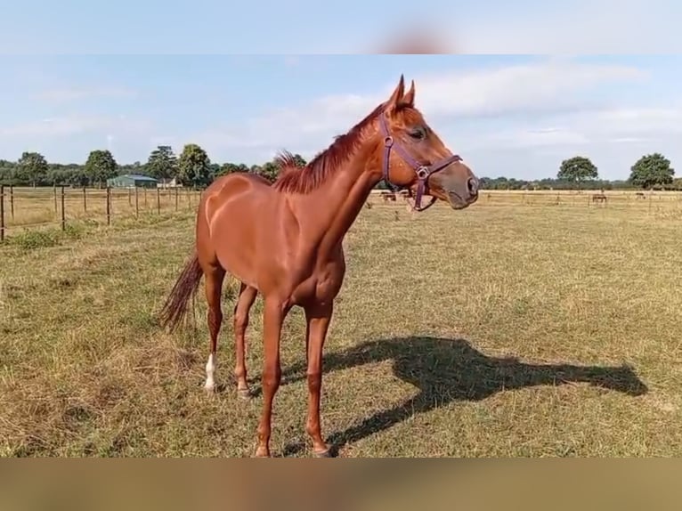 Koń pełnej krwi angielskiej Wałach 3 lat 167 cm Kasztanowata in Neuss