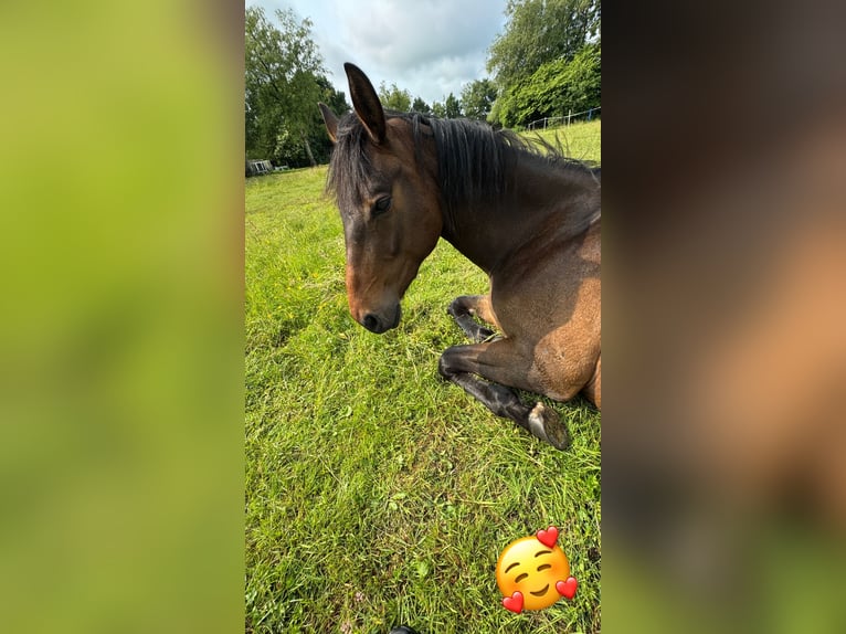 Koń pełnej krwi angielskiej Mix Wałach 4 lat 155 cm Ciemnogniada in Bösel
