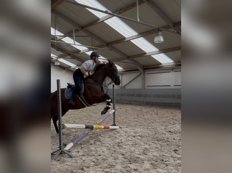 Koń pełnej krwi angielskiej Wałach 4 lat 160 cm Ciemnogniada in Kasterlee