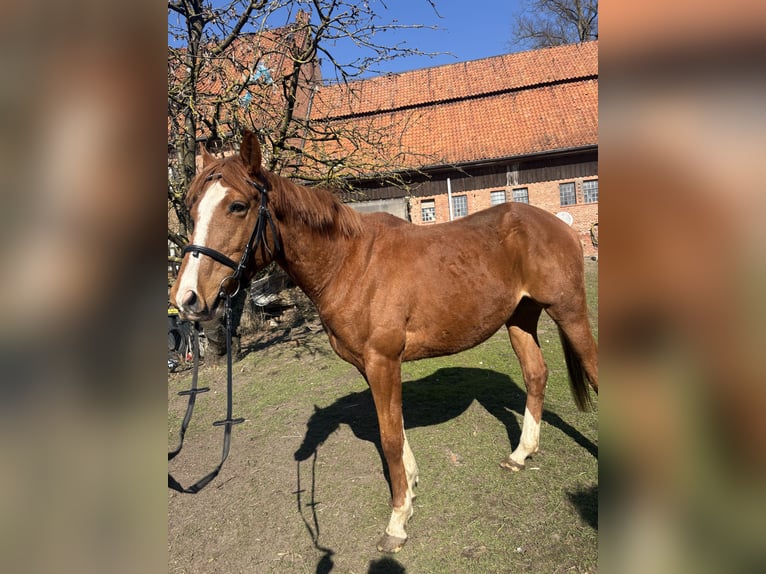 Koń pełnej krwi angielskiej Wałach 4 lat 160 cm Kasztanowata in BanzinDersenow