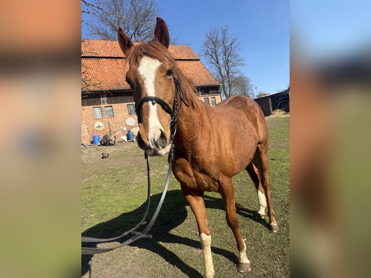 Koń pełnej krwi angielskiej Wałach 4 lat 160 cm Kasztanowata in BanzinDersenow