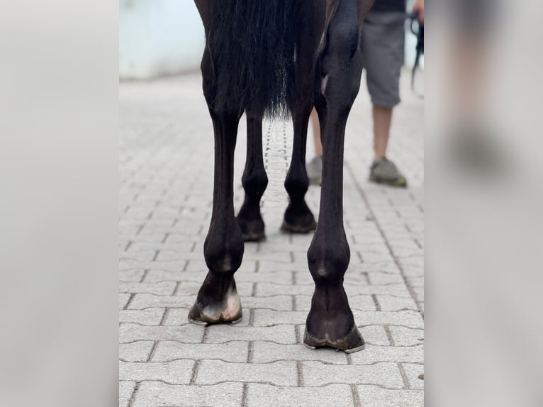Koń pełnej krwi angielskiej Wałach 4 lat 165 cm Gniada in Iffezheim