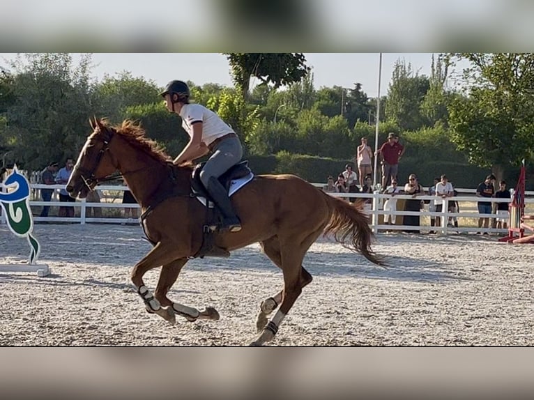 Koń pełnej krwi angielskiej Wałach 4 lat 165 cm Kasztanowata in Brunete