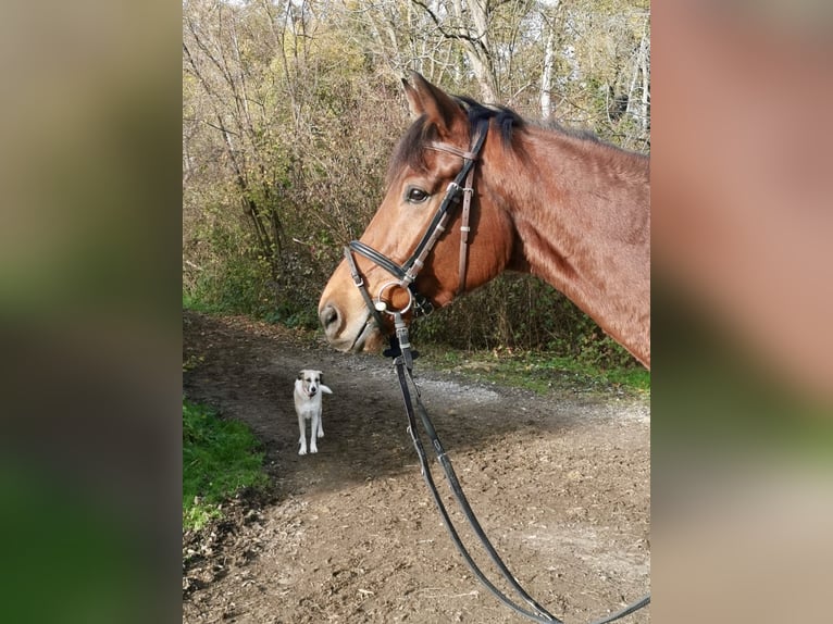 Koń pełnej krwi angielskiej Wałach 4 lat 167 cm Gniada in Iffezheim