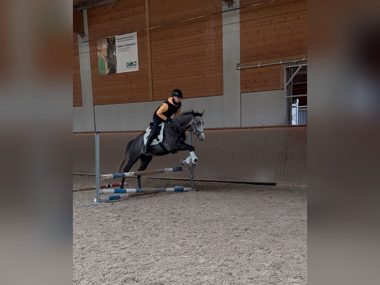 Koń pełnej krwi angielskiej Wałach 4 lat 169 cm in Iffezheim