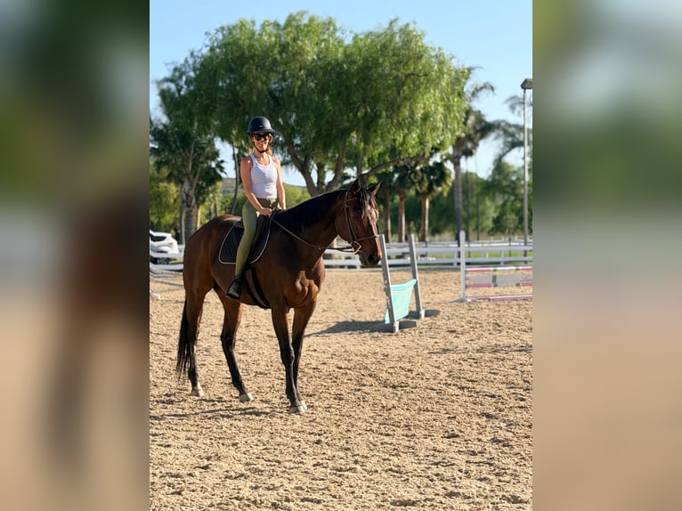 Koń pełnej krwi angielskiej Wałach 5 lat 153 cm Gniada in Los Angeles