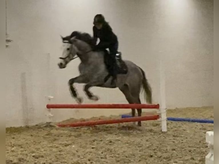 Koń pełnej krwi angielskiej Wałach 5 lat 157 cm Siwa jabłkowita in Klötze