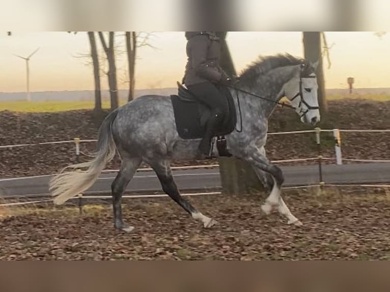 Koń pełnej krwi angielskiej Wałach 5 lat 157 cm Siwa jabłkowita in Klötze