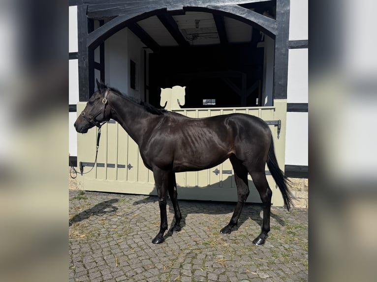 Koń pełnej krwi angielskiej Wałach 5 lat 158 cm Ciemnogniada in Reifenberg