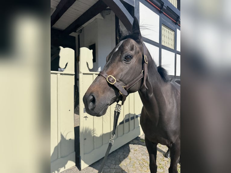 Koń pełnej krwi angielskiej Wałach 5 lat 158 cm Ciemnogniada in Reifenberg