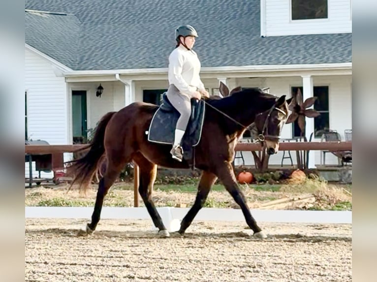 Koń pełnej krwi angielskiej Wałach 5 lat 161 cm Ciemnogniada in Scottsville, KY