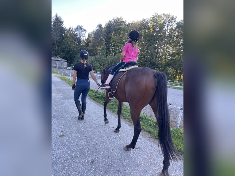 Koń pełnej krwi angielskiej Wałach 5 lat 164 cm Gniada in Seeham