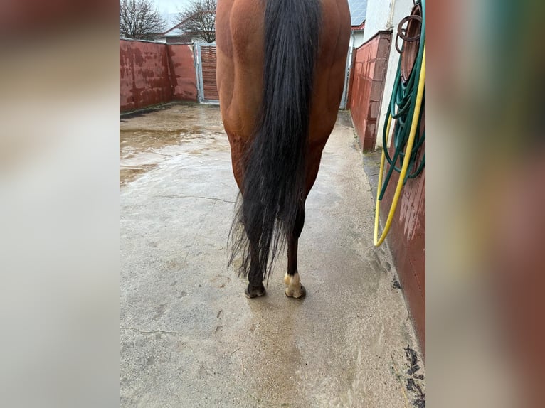 Koń pełnej krwi angielskiej Wałach 5 lat 165 cm Gniada in Iffezheim