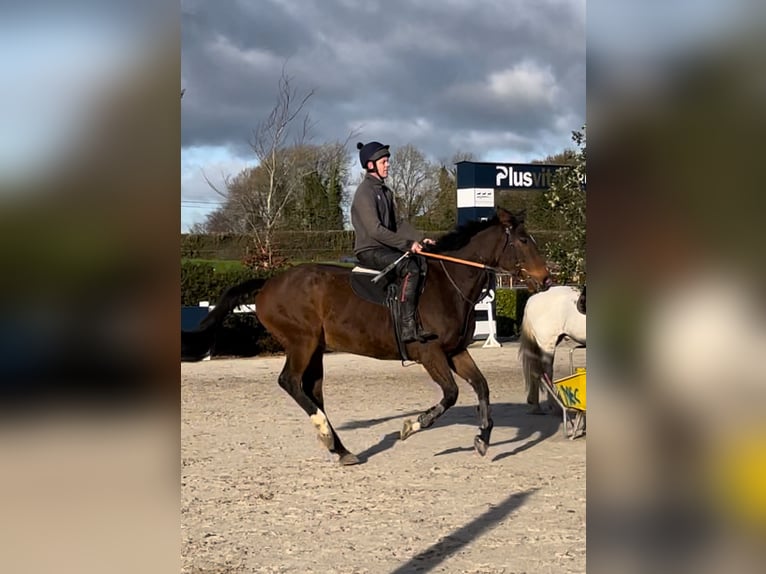Koń pełnej krwi angielskiej Wałach 5 lat 165 cm Gniada in Westmeath