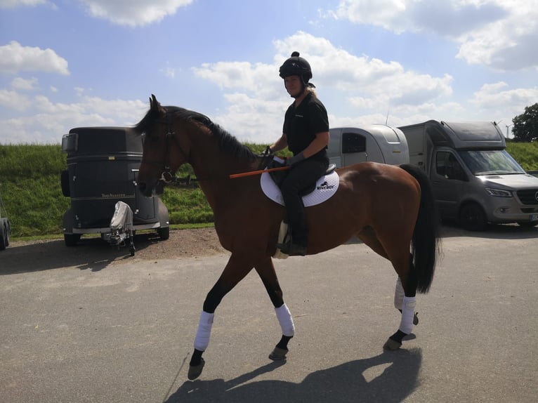 Koń pełnej krwi angielskiej Wałach 5 lat 166 cm Gniada in Bremen