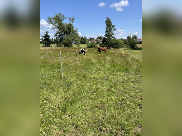 Koń pełnej krwi angielskiej Wałach 5 lat 167 cm Kasztanowata in Kaiserslautern