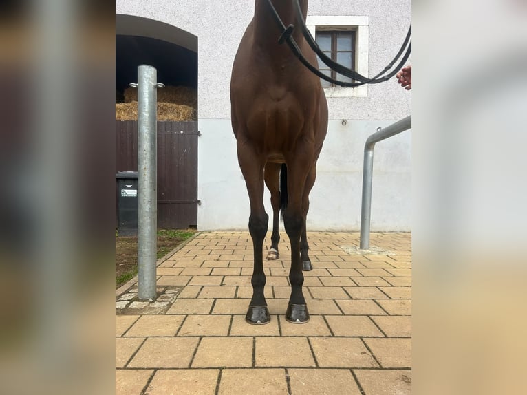 Koń pełnej krwi angielskiej Wałach 5 lat 168 cm Gniada in Wilsdruff