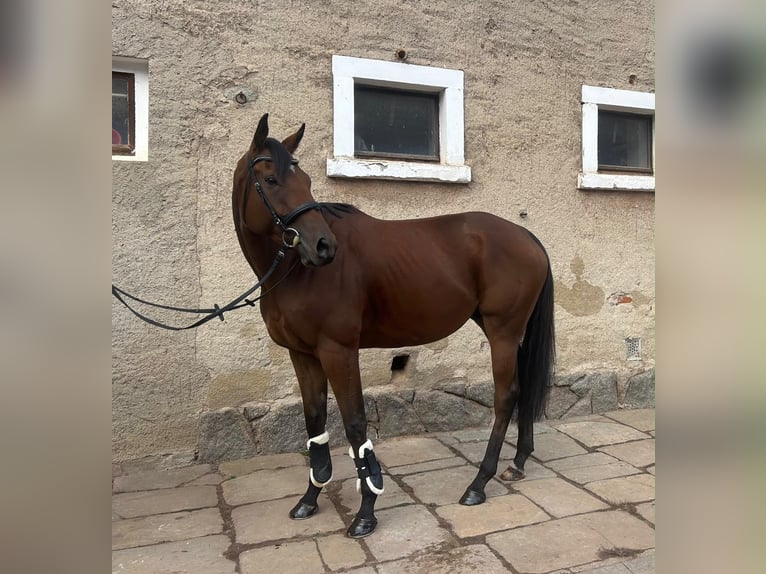 Koń pełnej krwi angielskiej Wałach 5 lat 168 cm Gniada in Wilsdruff