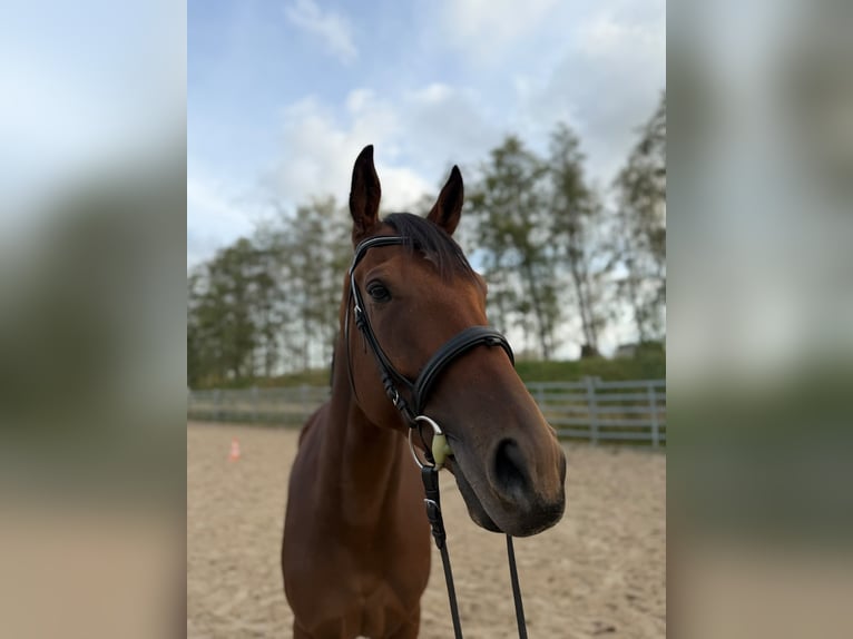 Koń pełnej krwi angielskiej Wałach 5 lat 168 cm Gniada in Wilsdruff