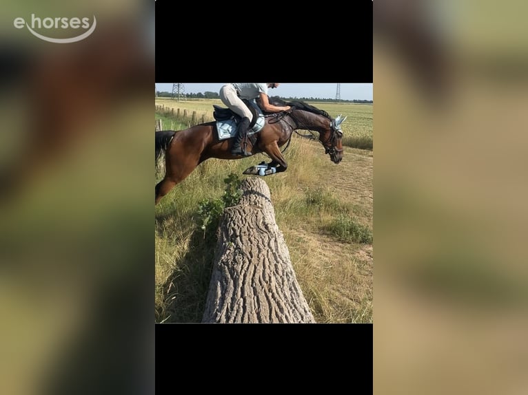 Koń pełnej krwi angielskiej Wałach 5 lat 168 cm Gniada in Erftstadt
