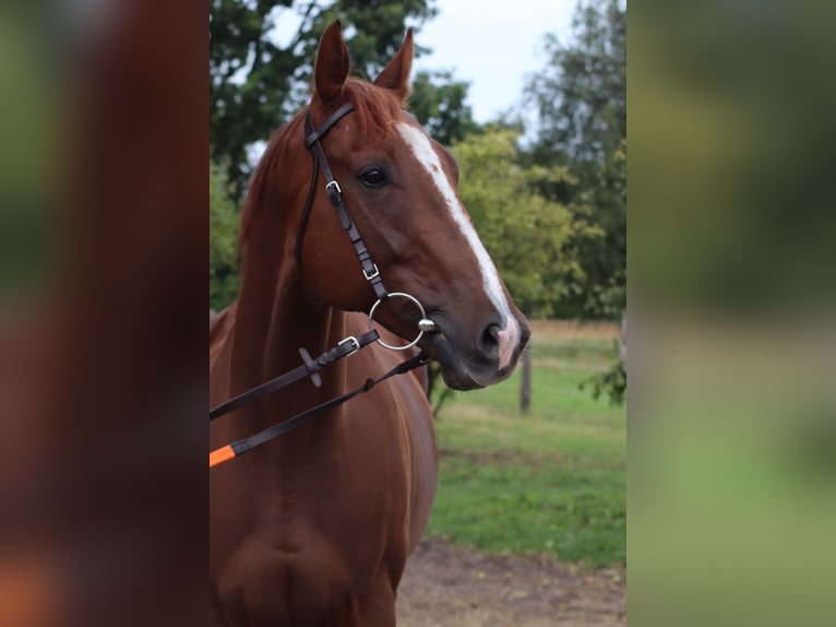 Koń pełnej krwi angielskiej Wałach 5 lat 170 cm Kasztanowata in Burgwedel