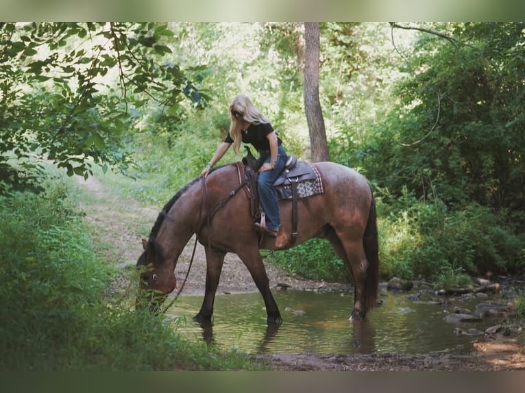 Koń pełnej krwi angielskiej Mix Wałach 5 lat 173 cm Gniadodereszowata in Littlestown