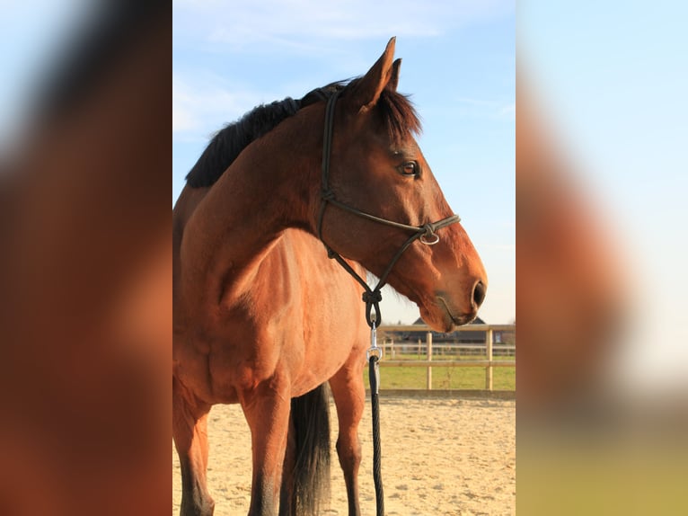 Koń pełnej krwi angielskiej Wałach 6 lat 153 cm Gniada in Meerbusch