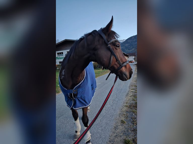 Koń pełnej krwi angielskiej Wałach 6 lat 160 cm Ciemnogniada in Telfs