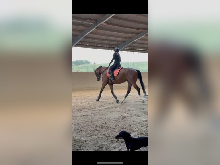 Koń pełnej krwi angielskiej Wałach 6 lat 160 cm Gniada in Bruchsal Koń pełnej krwi angielskiej Wałach 6 lat 160 cm Gniada in Bruchsal