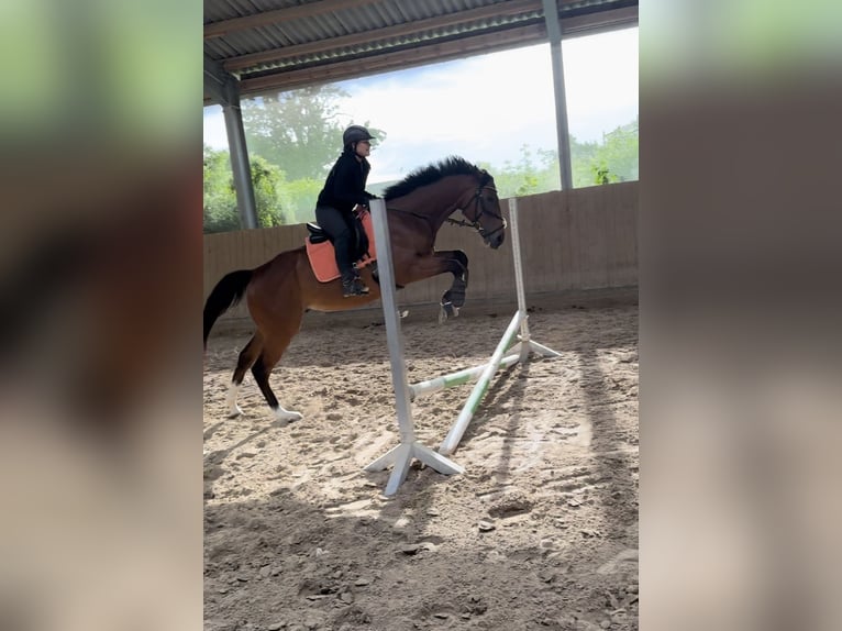 Koń pełnej krwi angielskiej Wałach 6 lat 160 cm Gniada in Bruchsal