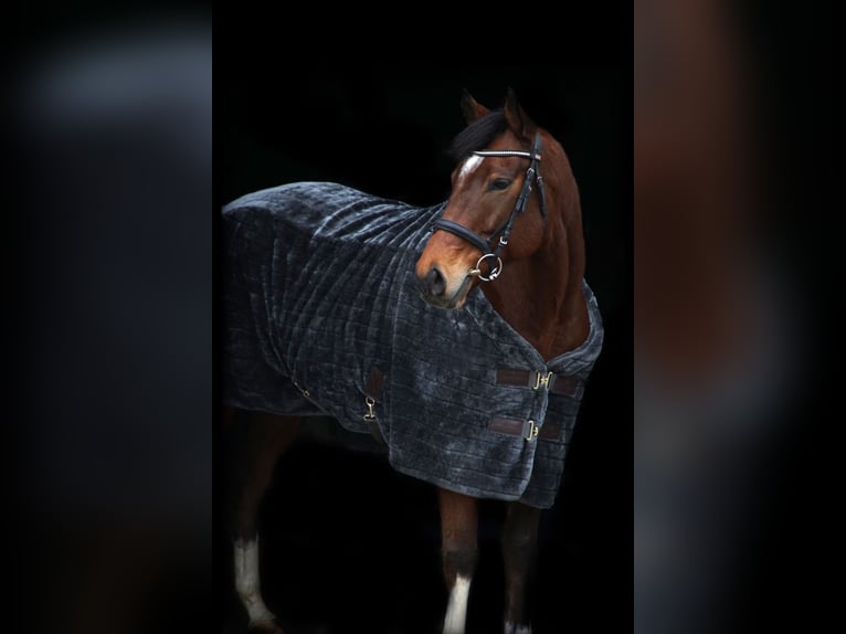 Koń pełnej krwi angielskiej Wałach 6 lat 160 cm Gniada in Bruchsal