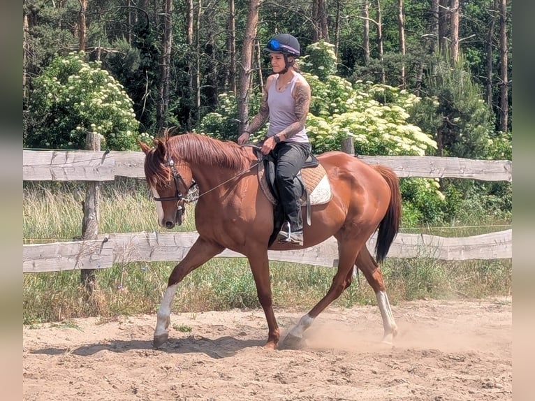 Koń pełnej krwi angielskiej Wałach 6 lat 164 cm Kasztanowata in M&#xF6;ser