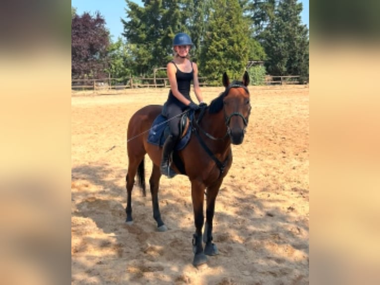 Koń pełnej krwi angielskiej Wałach 6 lat 165 cm Gniada in Morbach