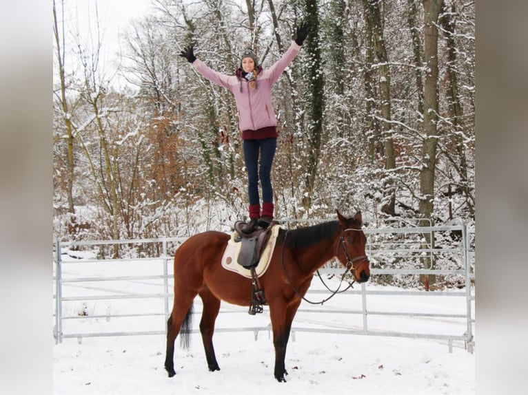 Koń pełnej krwi angielskiej Wałach 6 lat 165 cm Gniada in Hundsbach