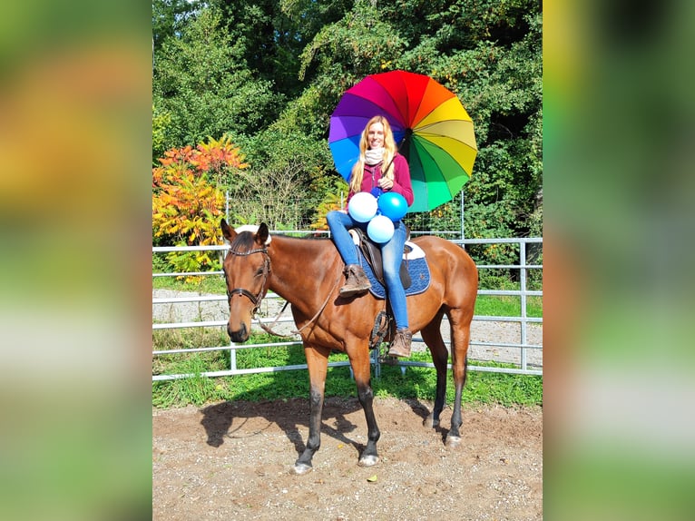 Koń pełnej krwi angielskiej Wałach 6 lat 165 cm Gniada in Hundsbach