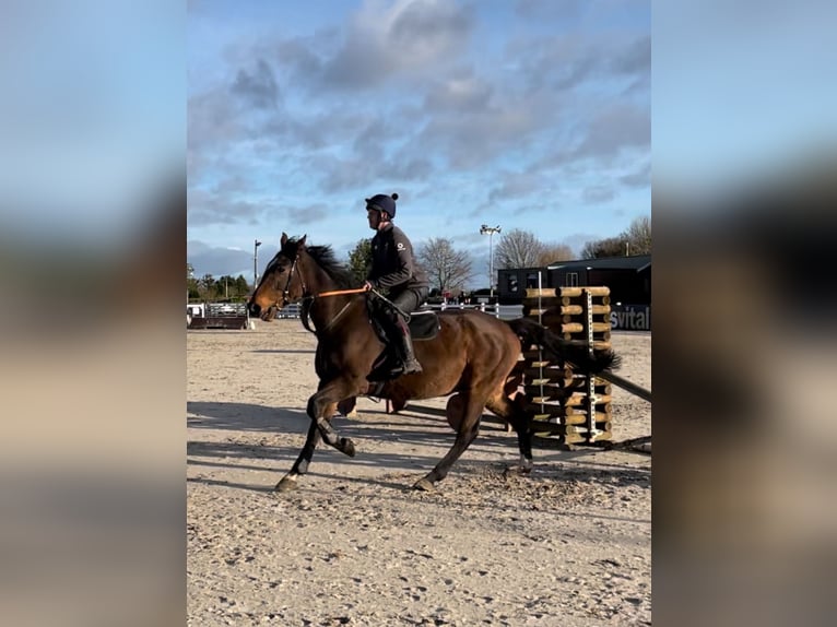 Koń pełnej krwi angielskiej Wałach 6 lat 165 cm Gniada in Westmeath