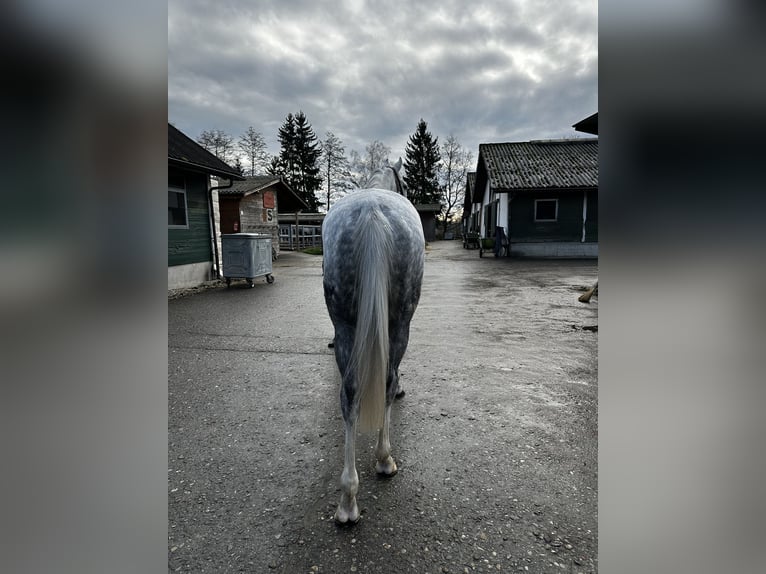 Koń pełnej krwi angielskiej Wałach 6 lat 167 cm Siwa in Dielsdorf